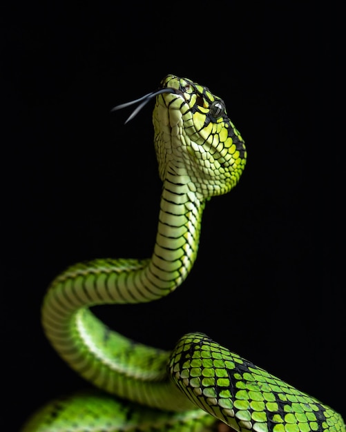 Cobra Víbora Verde em close-up e detalhe