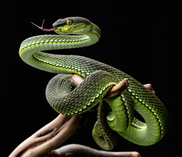 cobra víbora verde em close-up