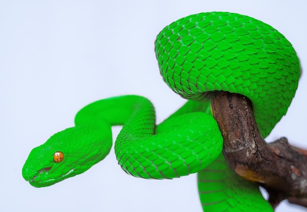 cobra víbora verde em close-up