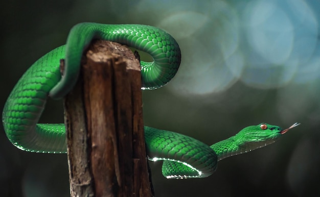 cobra víbora verde em close-up