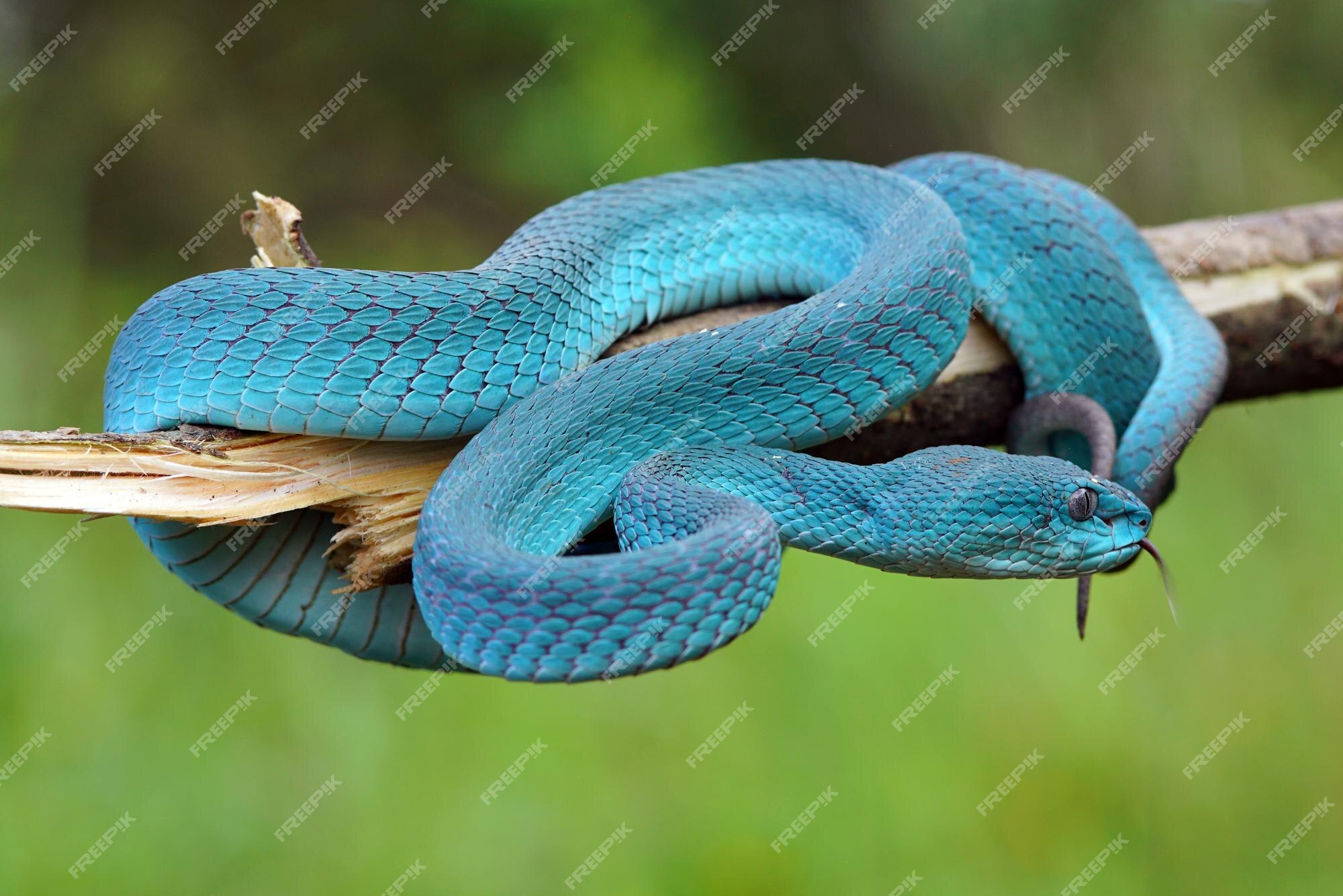 Incrivelmente bela! A víbora azul, ( Trimeresurus insularis ) mais  conhecida como cobra azul, é uma das cobras mais …