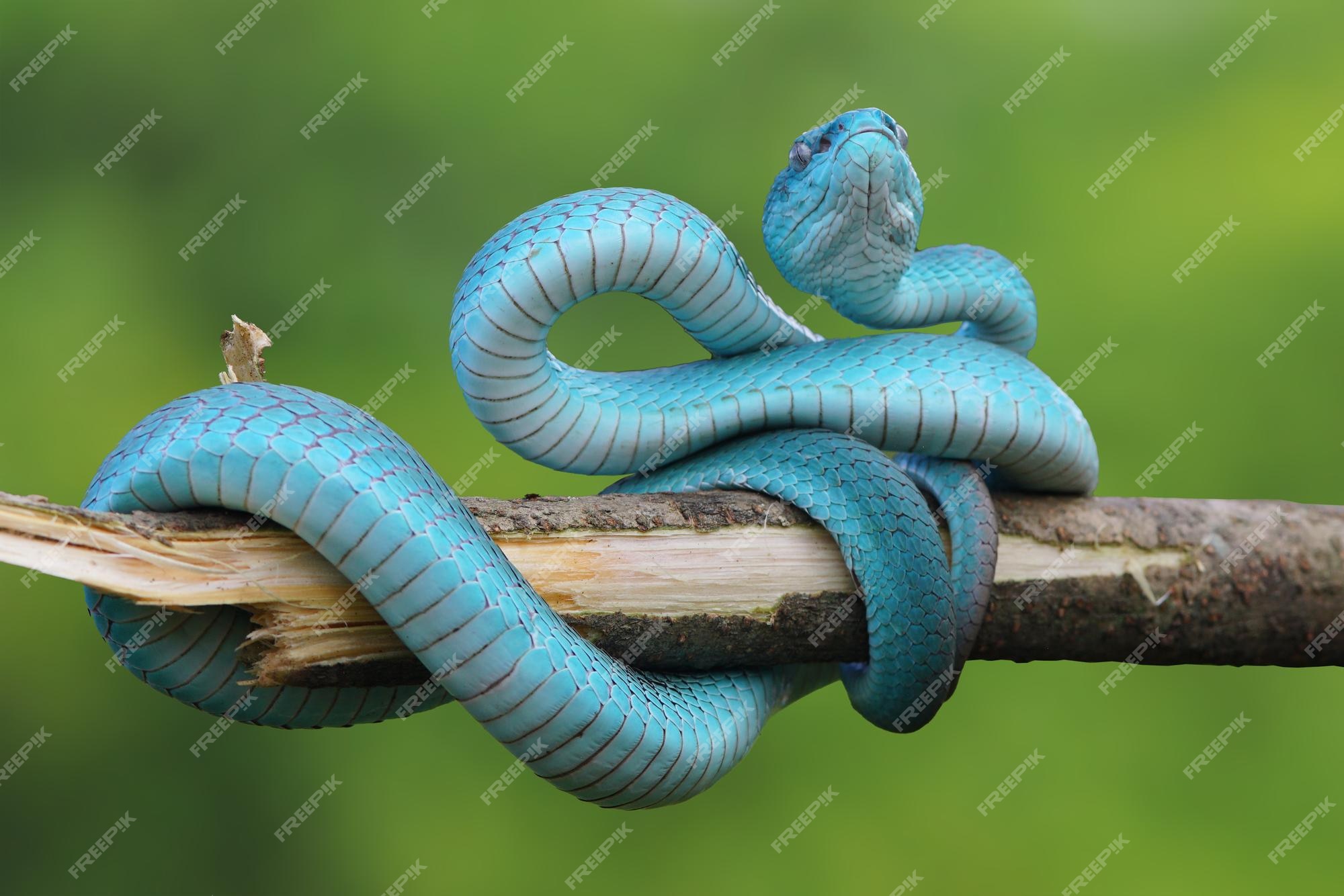 A Cobrinha Azul / The Blue Racer