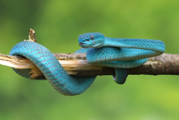 Essa RARA COBRA AZUL é Única no Mundo (Trimeresurus insularis) A