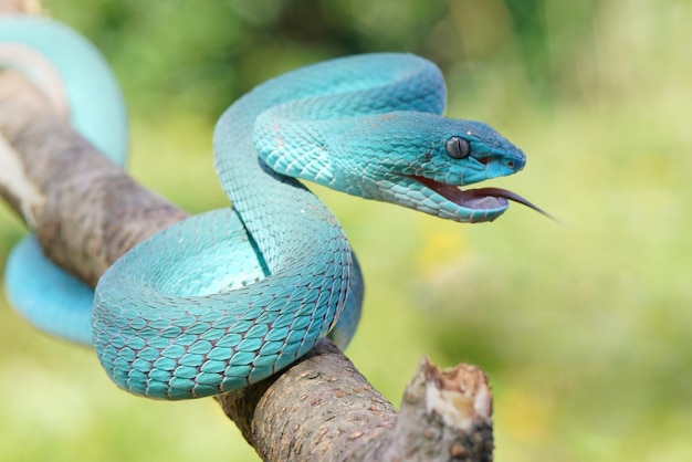 Cobra Viper Cobra Azul Cobra Trimeresurus insularis