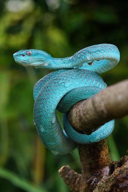 Cobra Viper Cobra Azul Cobra Trimeresurus insularis