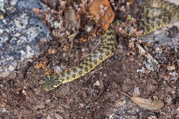 Cobra viperina, Natrix maura.