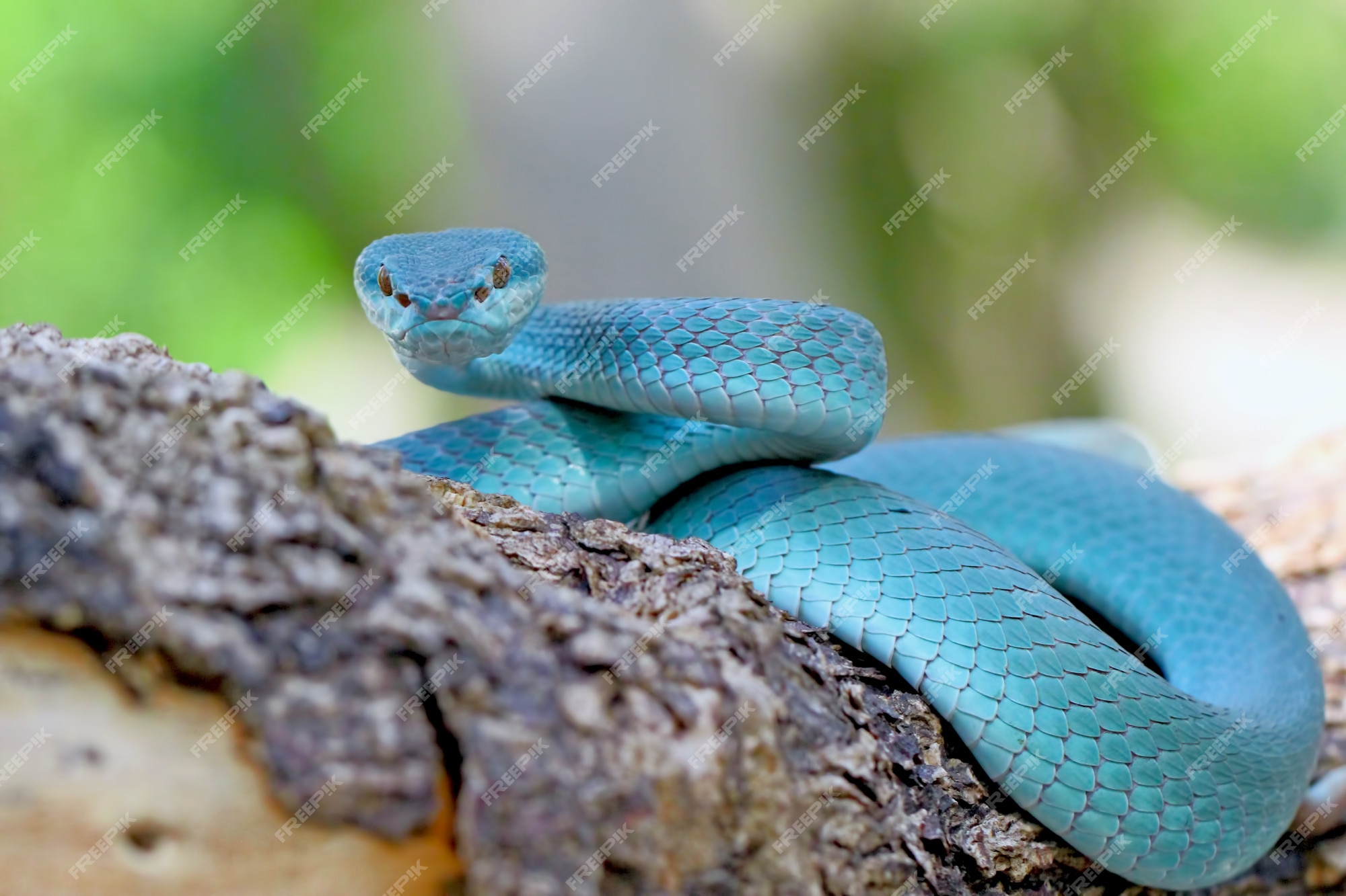 Essa RARA COBRA AZUL é Única no Mundo (Trimeresurus insularis) A