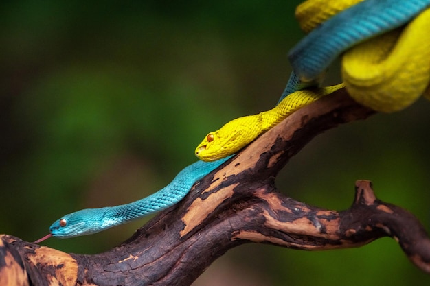 Cobras de víbora amarelas e azuis em close-up