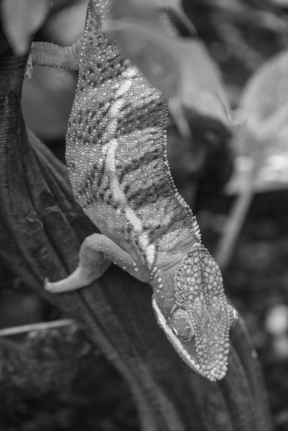 Foto cobras e répteis