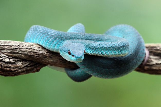 Foto de Cobra Azul Insularis e mais fotos de stock de Cobra