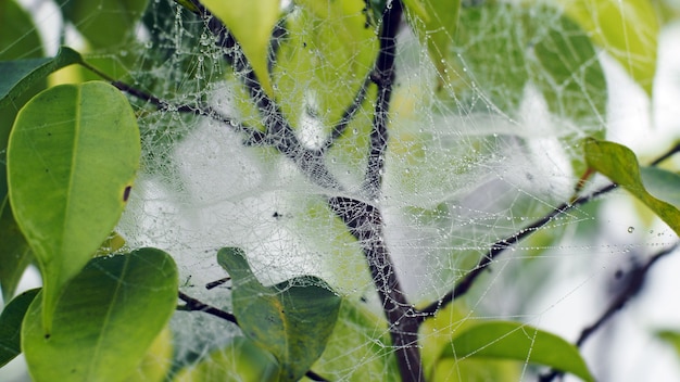 Cobweb taunas morgens