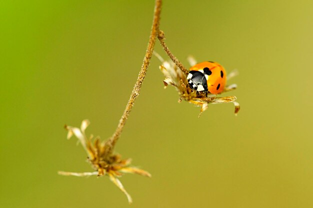 Coccinella septemunctata ou joaninha de sete pontas