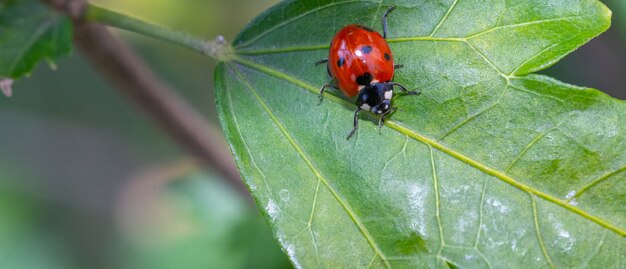 Coccinellidae em uma folha verde de uma planta