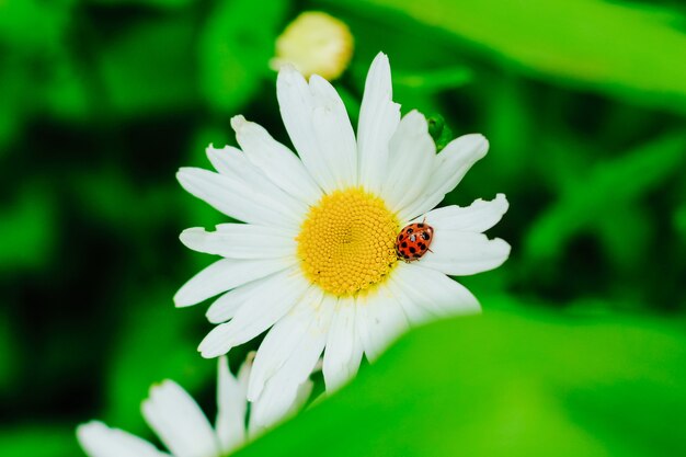 Coccinellidae-Käfer sitzt auf einer Wiesenkamille.