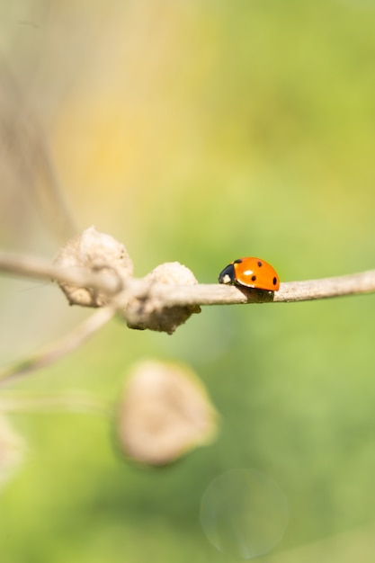 Coccinellidae se mueve a lo largo de la rama de la planta.