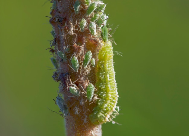 Coccinellidae, uma larva, senta-se em um galho e come pulgões.