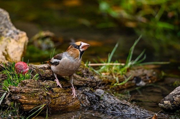 Coccothraustes Coccothraustes thront am Ufer einer Trinkwasserquelle