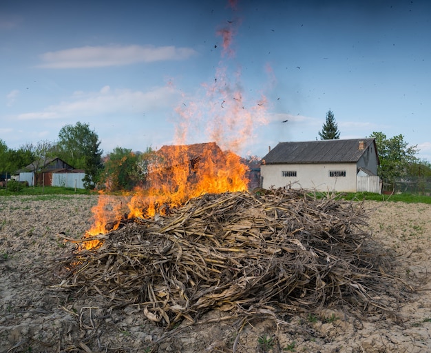 Cocept agrícola. Pila ardiente de maíz seco