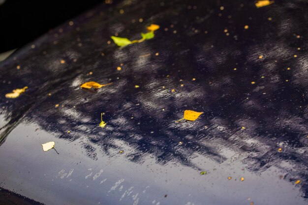 Coche azul profundo en el día lluvioso de otoño con hojas de abedul amarillas enfoque selectivo con primer plano borroso