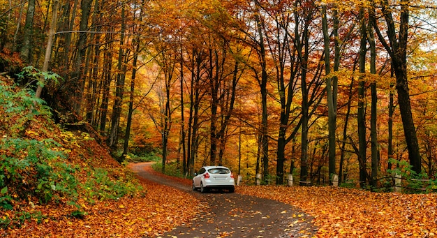 Coche en un camino forestal