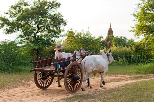 Coche de ganado en Bagan, Myanmar