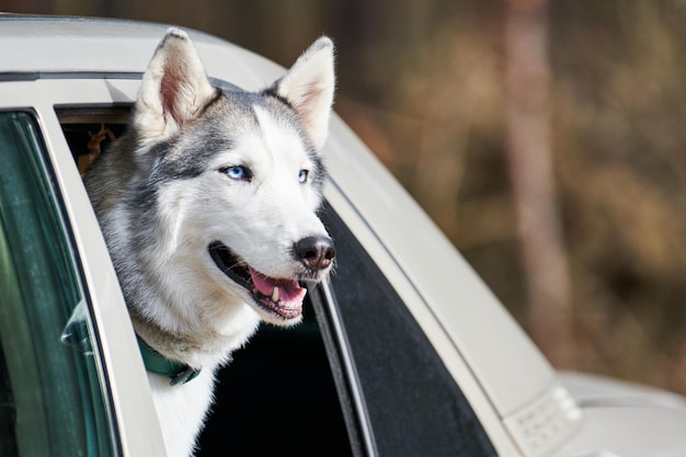 Coche que viajaba con un perro Husky siberiano se asomaba por la ventana del coche retrato de perfil de perro husky