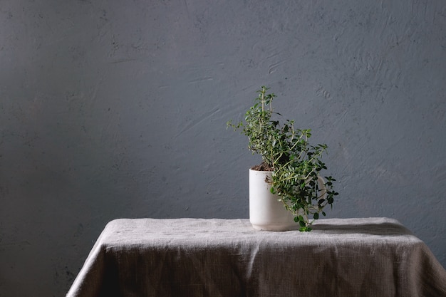 Cocina de jardinería verde.