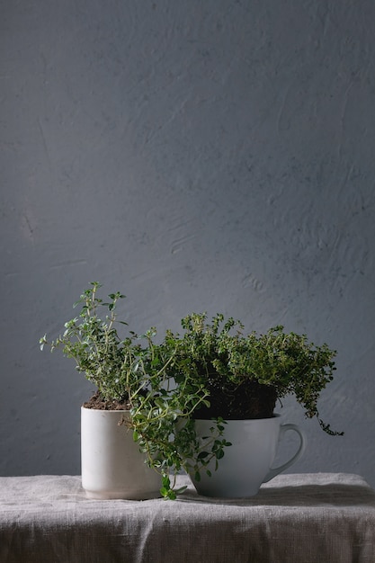 Cocina de jardinería verde.