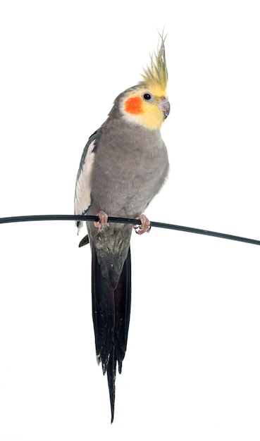 Cockatiel cinzento adulto