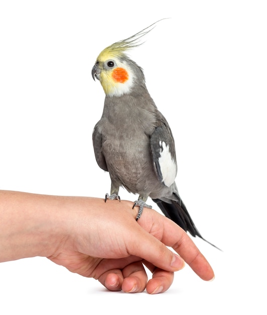 Cockatiel empoleirado em uma mão, isolado no branco