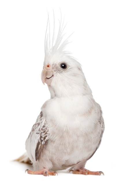 Cockatiel fêmea Nymphicus hollandicus isolado