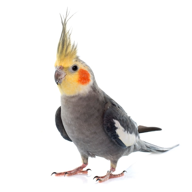 Cockatiel gris adulto