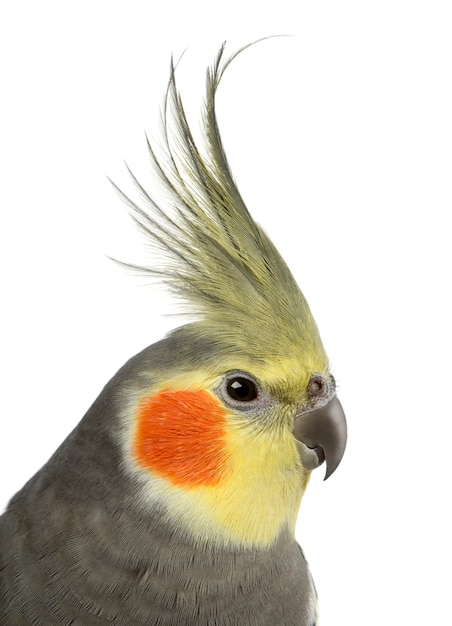 Cockatiel, Nymphicus hollandicus, aislado