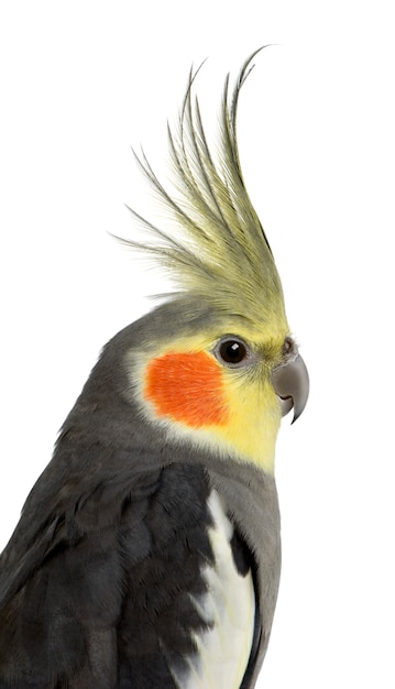 Cockatiel - nymphicus hollandicus isolado