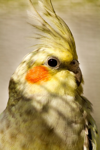 Foto cockatiel (nymphicus hollandicus)