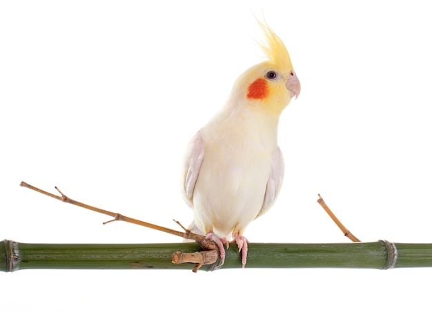 Cockatiel pájaro