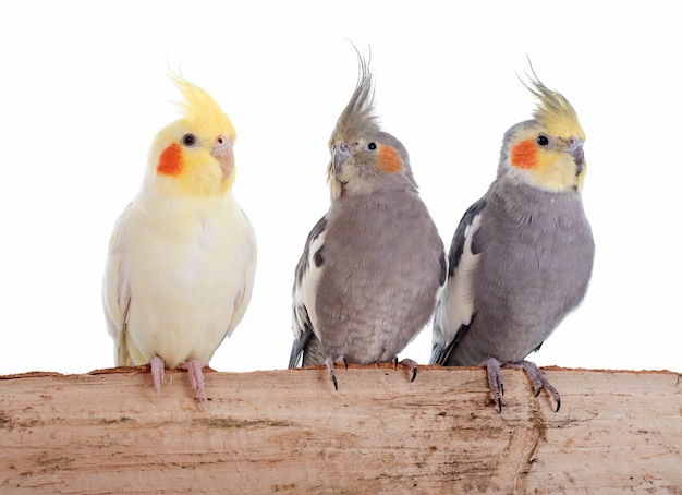 Cockatiel pájaro