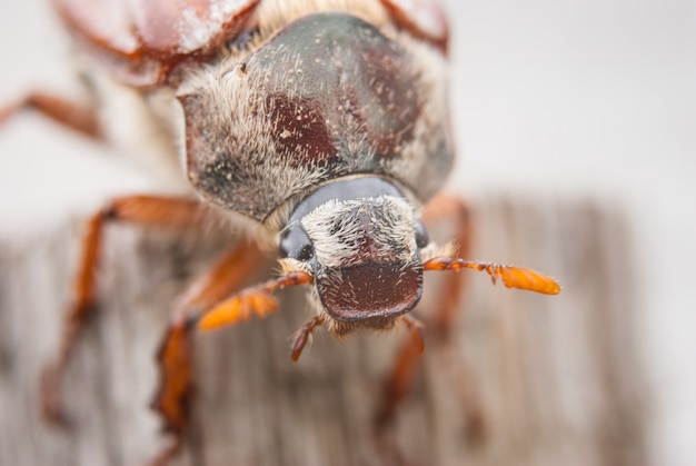 Cockchafer, forra de verão. Macro