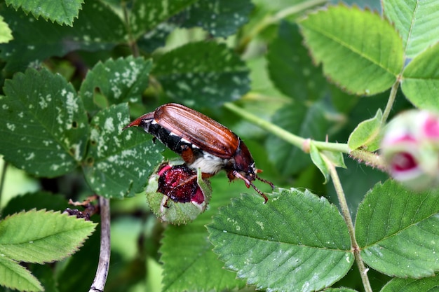 Cockchafer (pode bug ou rabisco)