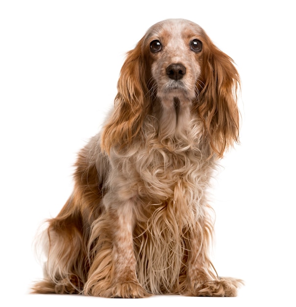 Cocker e Cavalier King Charles misturam-se sentados e olhando para a câmera isolada no branco