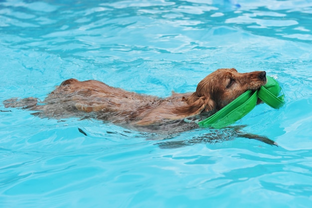 Cocker de natación