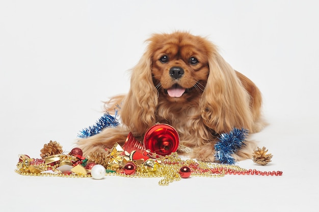 Cocker Spaniel con adornos navideños