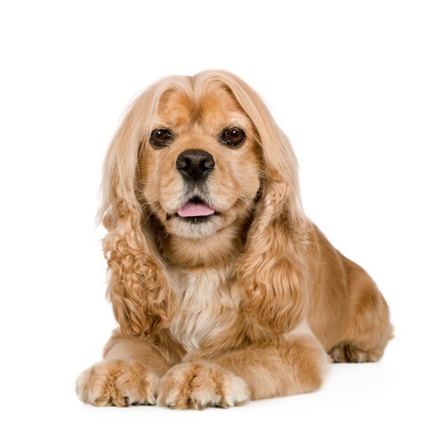 Cocker Spaniel Americano con 3 años. Retrato de perro aislado