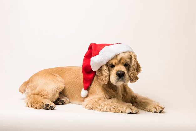 Cocker spaniel americano com chapéu de Papai Noel