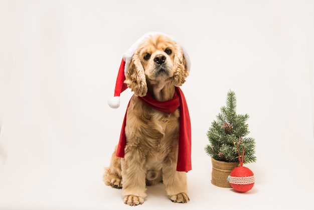 Cocker spaniel americano com chapéu de papai noel