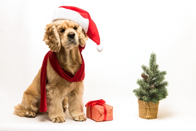 Cocker spaniel americano com chapéu de Papai Noel