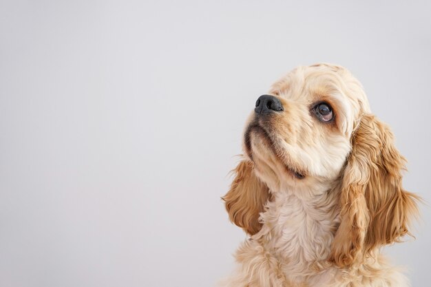 Cocker Spaniel americano com espaço para texto