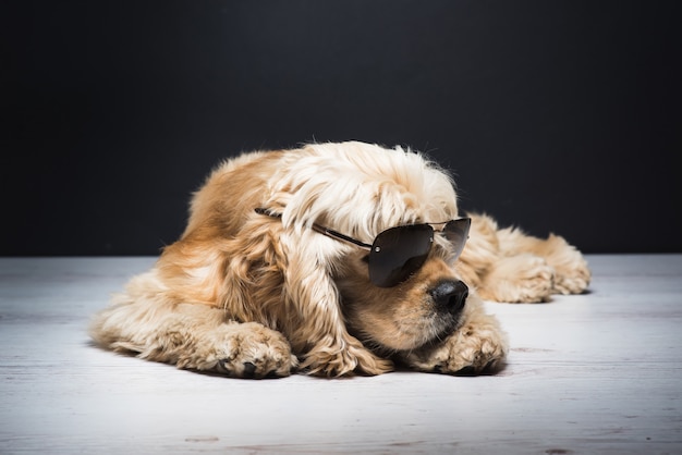 Cocker spaniel americano com óculos de sol