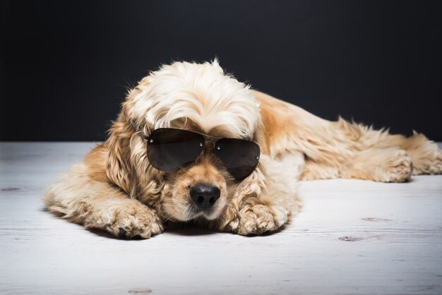 Cocker spaniel americano com óculos de sol