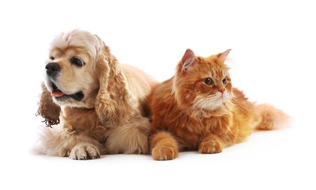 Foto cocker spaniel americano e gato vermelho juntos isolados em branco